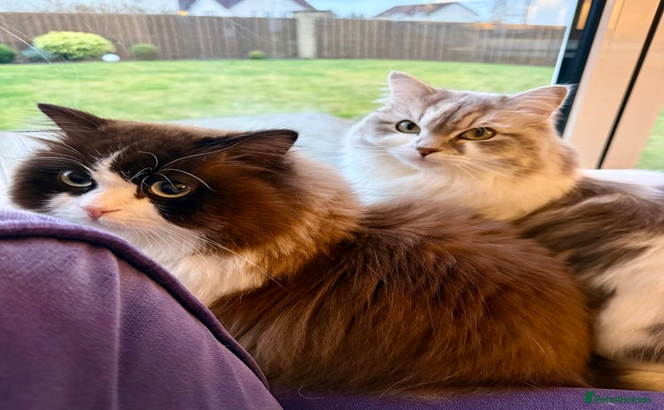 RagaMuffin cats - Advert 1