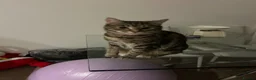 Domestic Shorthair cats for sale: 2 domestic shorthair cats male and female - Advert 8