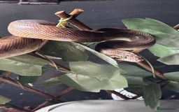 Python Snake reptiles for sale: Male and Female Childrens Pythons - Image 2