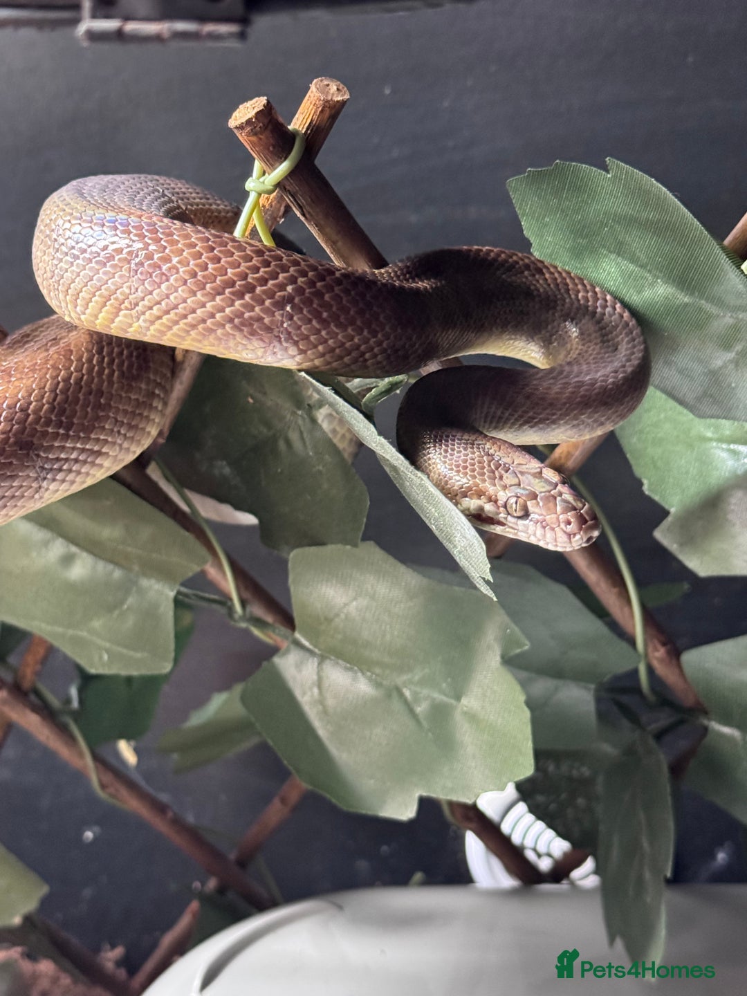Python Snake reptiles for sale: Male and Female Childrens Pythons - Image 2
