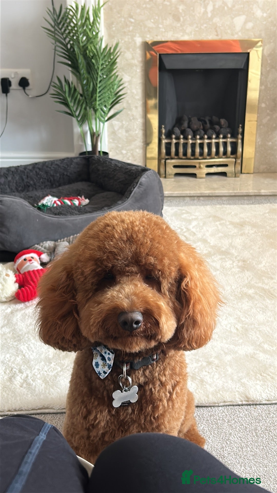 Cockapoo dogs F2 Apricot Cockapoo – Stud Available  - Advert 2