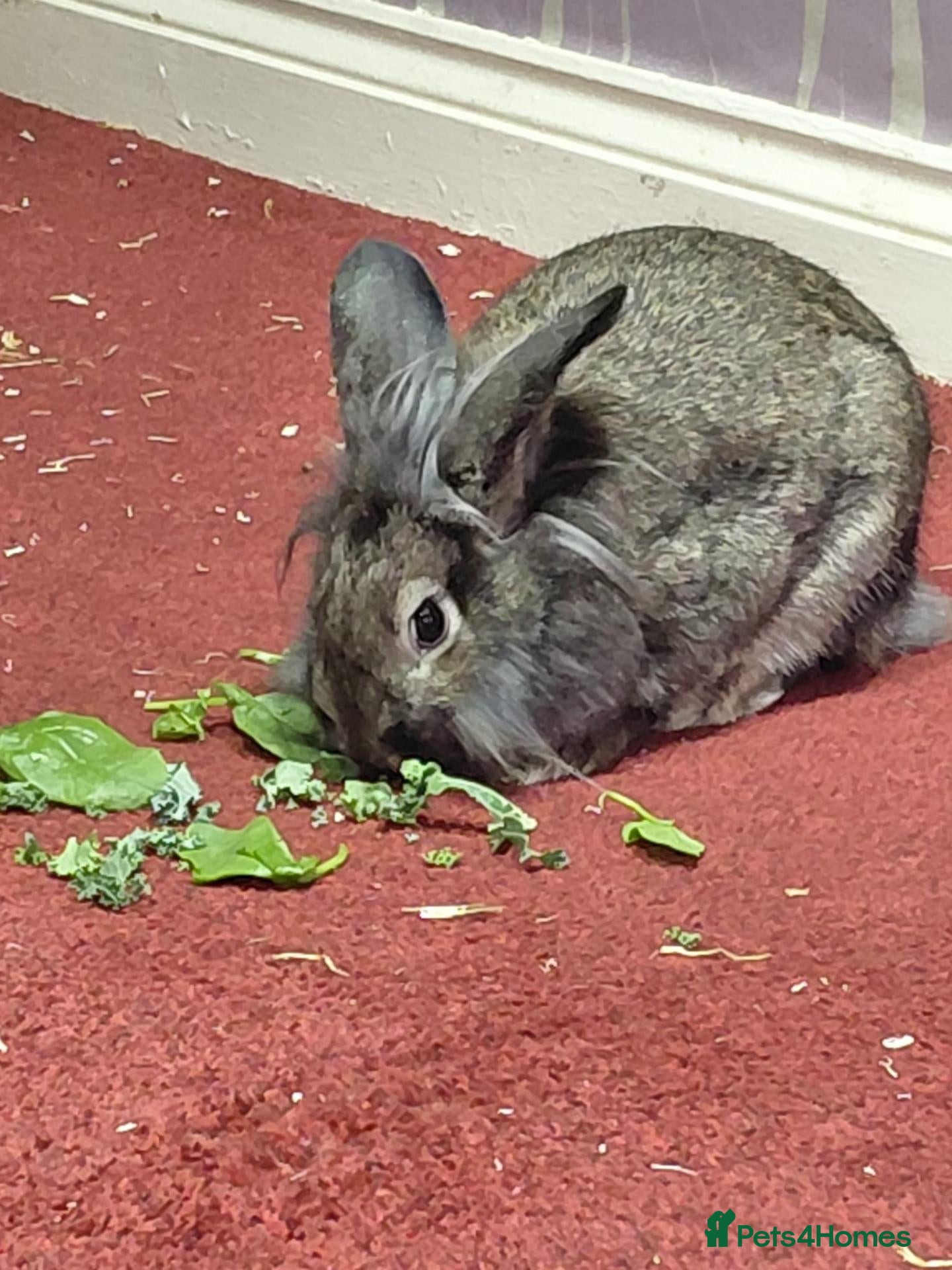 Lionhead rabbits URGENT Home needed for Harley  - Advert 2