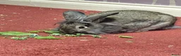 Lionhead rabbits for sale: URGENT Home needed for Harley  - Advert 1