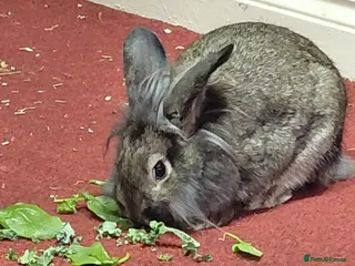 Lionhead rabbits URGENT Home needed for Harley - Advert 2
