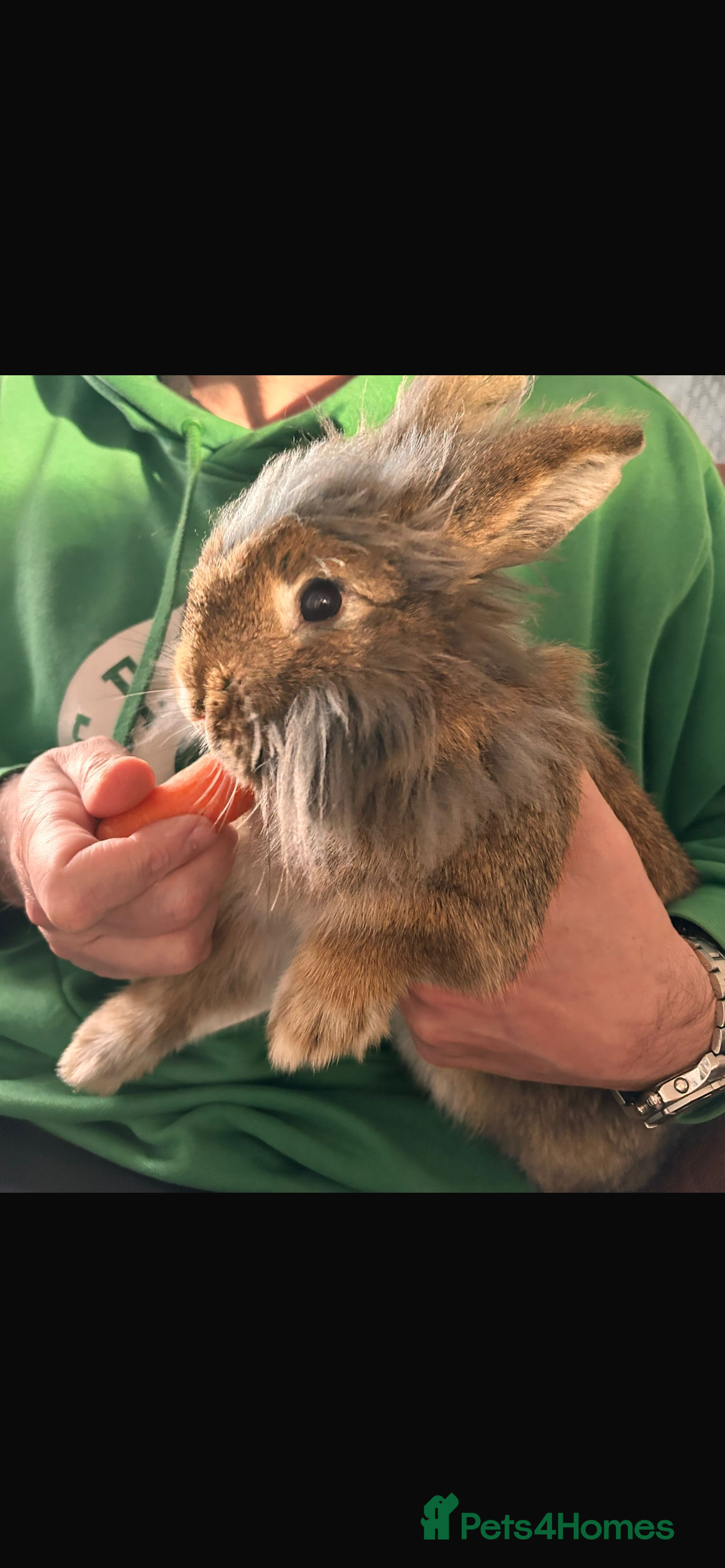 Lionhead rabbits Lionhead for adoption  - Advert 1