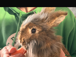 Lionhead rabbits Lionhead for adoption - Advert 1