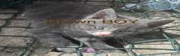 Mixed Breed cats for sale: Mixed Maine coons  - Advert 9