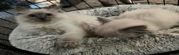 Ragdoll cats for sale: GCCF Blue Point Ragdoll Boys Ready Now - Advert 15