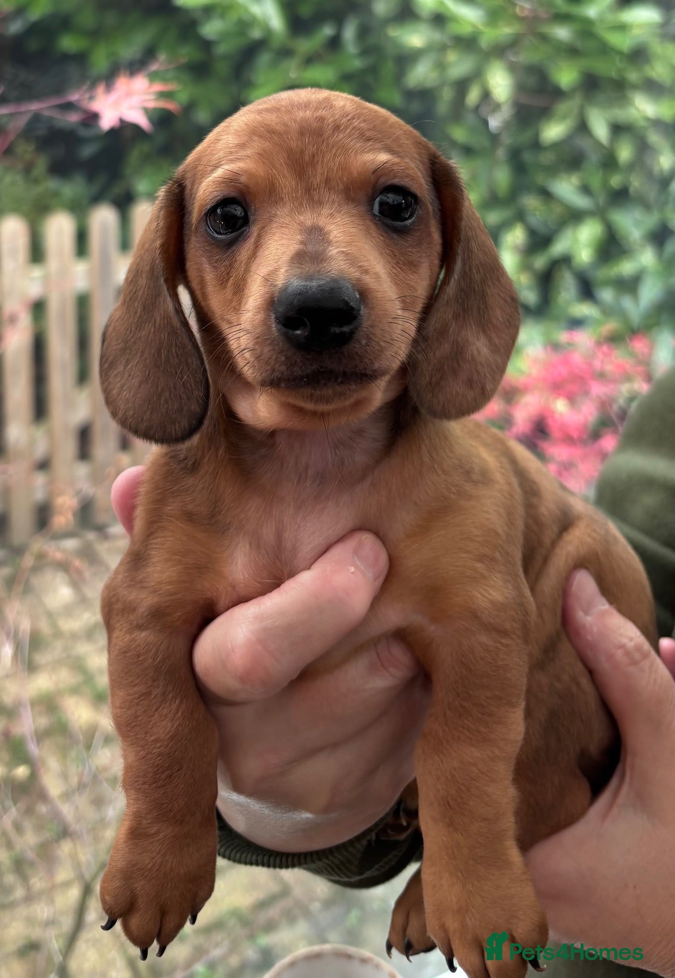 Dachshund dogs for sale: Beautiful mini Dachshunds  - Advert 1