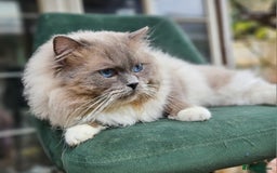 Ragdoll cats for stud: HANDSOME BOY-BLUE MITTED GCCF /TICA  AVALIABLE  - Advert 3