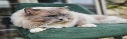 Ragdoll cats for stud: HANDSOME BOY-BLUE MITTED GCCF /TICA  AVALIABLE  - Advert 3