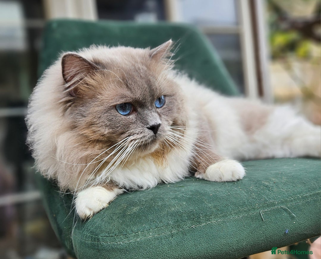 Ragdoll cats for stud: HANDSOME BOY-BLUE MITTED GCCF /TICA  AVALIABLE  - Advert 3
