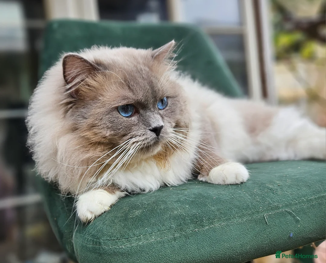 Ragdoll cats for stud: HANDSOME BOY-BLUE MITTED GCCF /TICA  AVALIABLE  - Advert 3