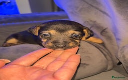 Jack Russell dogs for sale: One boy and one girl Jack Russell left  - Image 16