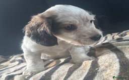 Mixed Breed dogs for sale: Patterdale X cocker spaniel  - Image 4