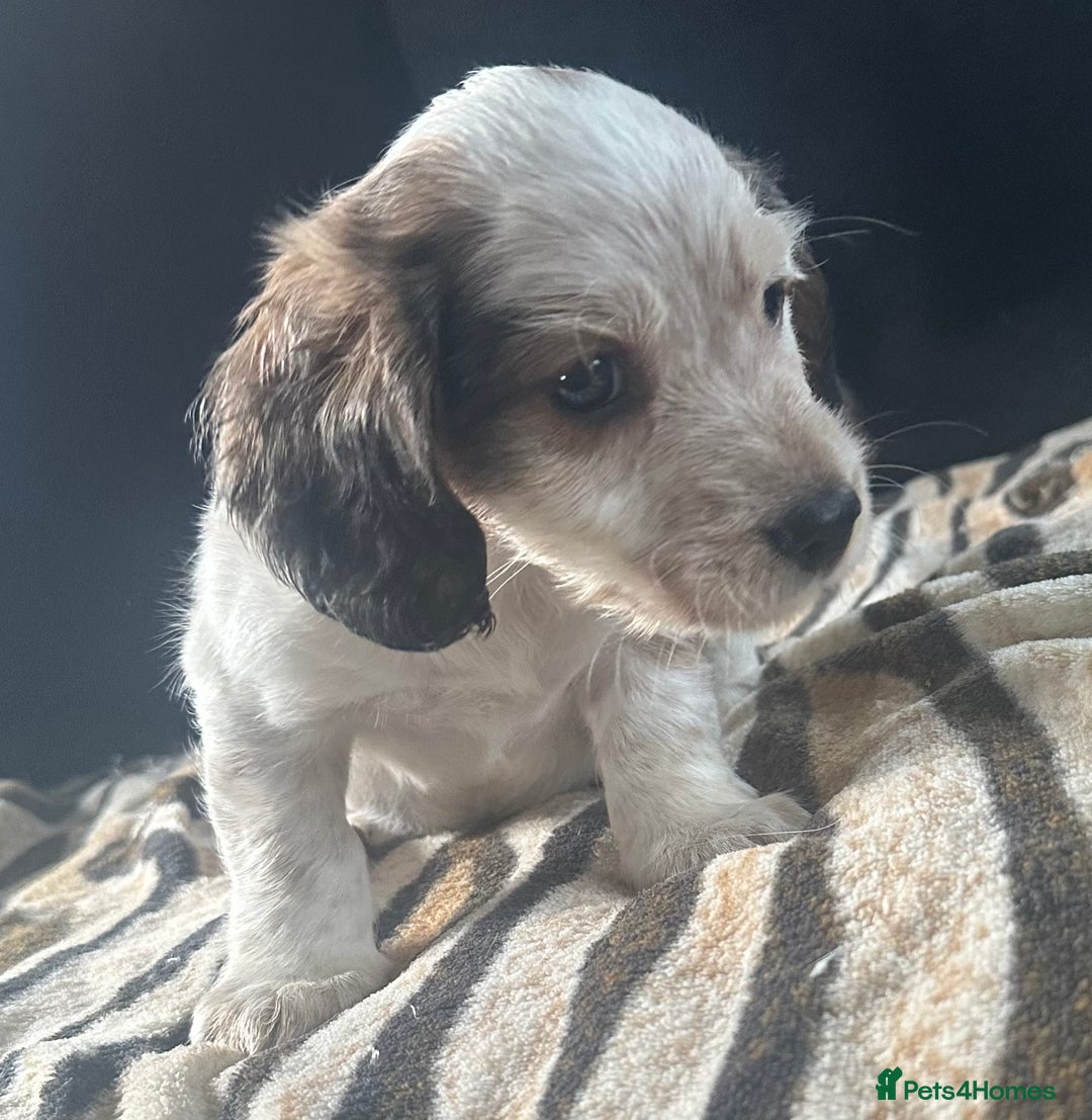Mixed Breed dogs for sale: Patterdale X cocker spaniel  - Image 4
