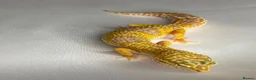 Leopard Gecko reptiles for sale: CB25 Tremper albino proven breeder  - Advert 4