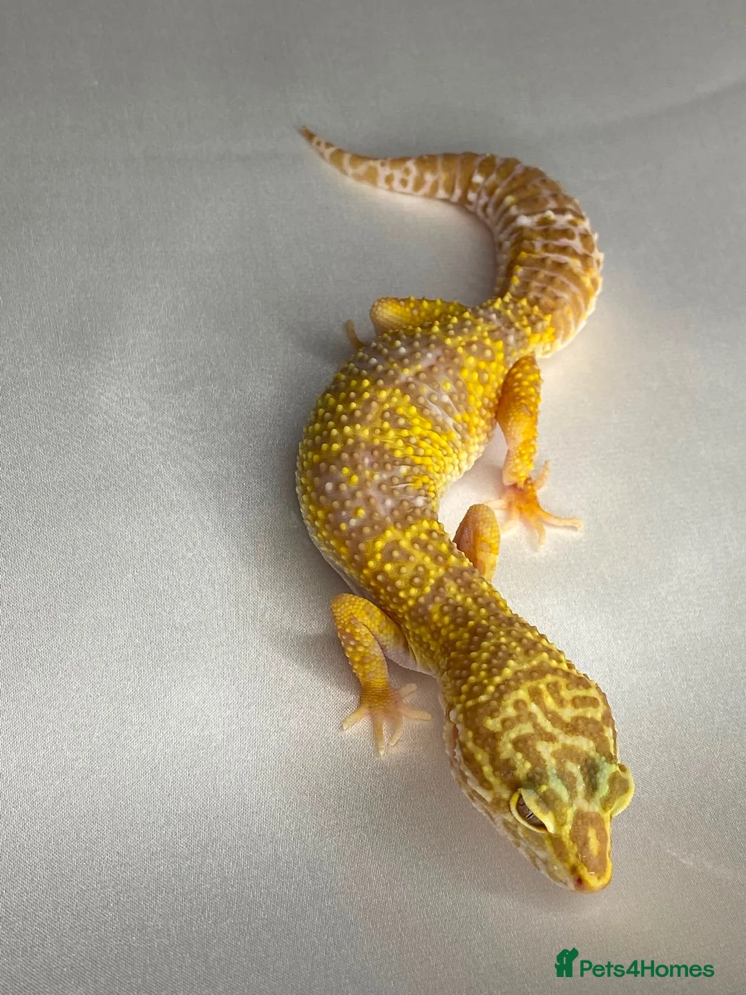 Leopard Gecko reptiles for sale: CB25 Tremper albino proven breeder  - Advert 4