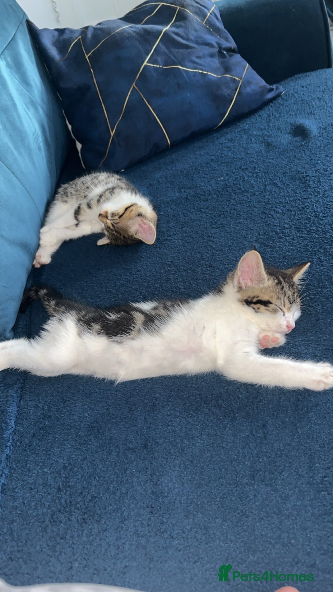 Mixed Breed cats Two Beautiful Female Kittens – 8 Weeks Ol - Advert 2