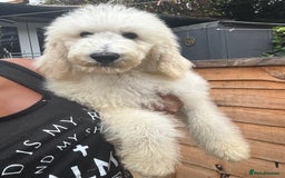 Standard Poodle dogs for sale: Champion Bloodline Standard Poodle Puppies - Image 5