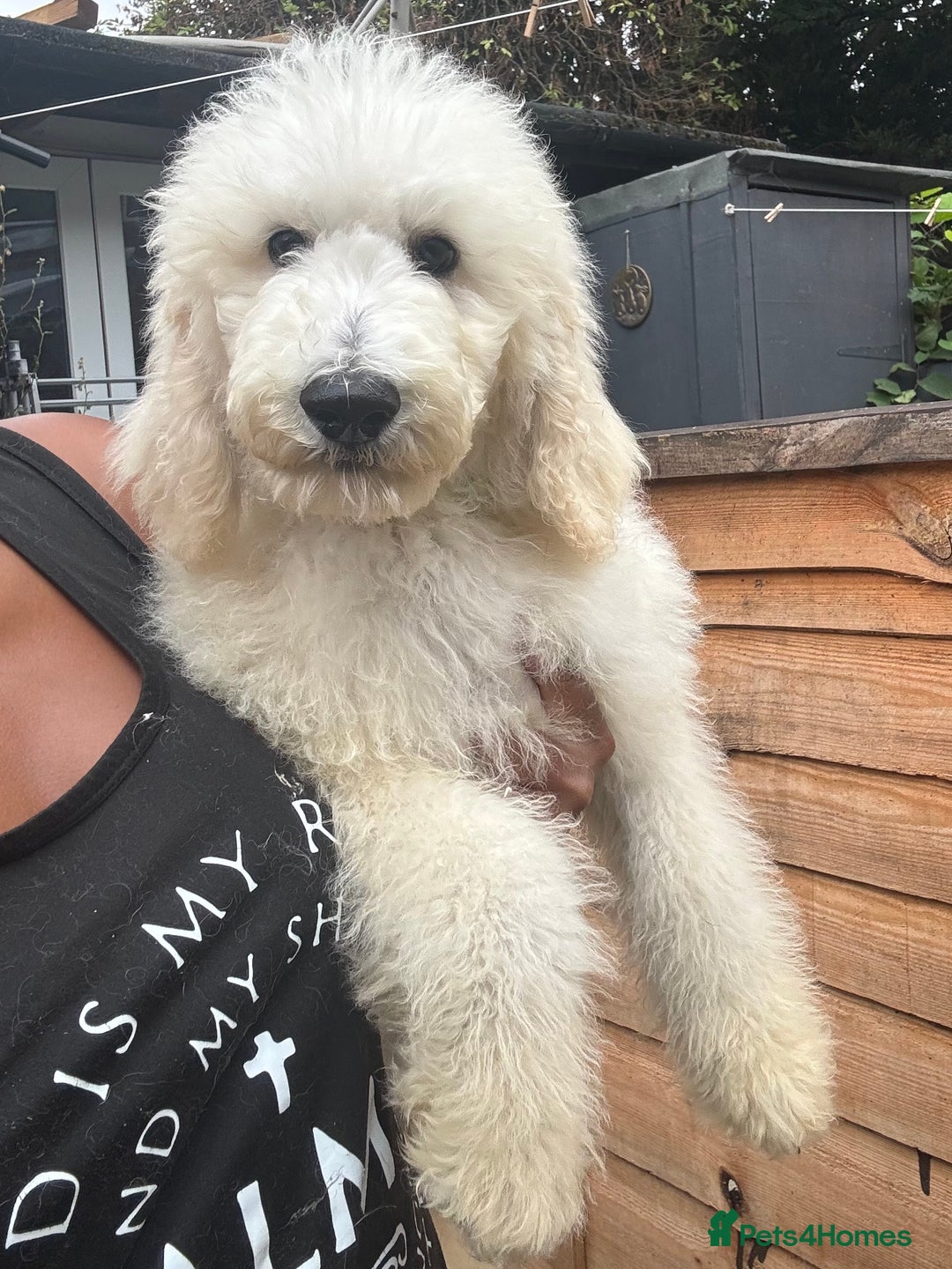 Standard Poodle dogs for sale: Champion Bloodline Standard Poodle Puppies - Image 5