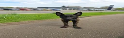 Belgian Shepherd Dog dogs for sale: Shepherd puppy  in Wishaw - Advert 2
