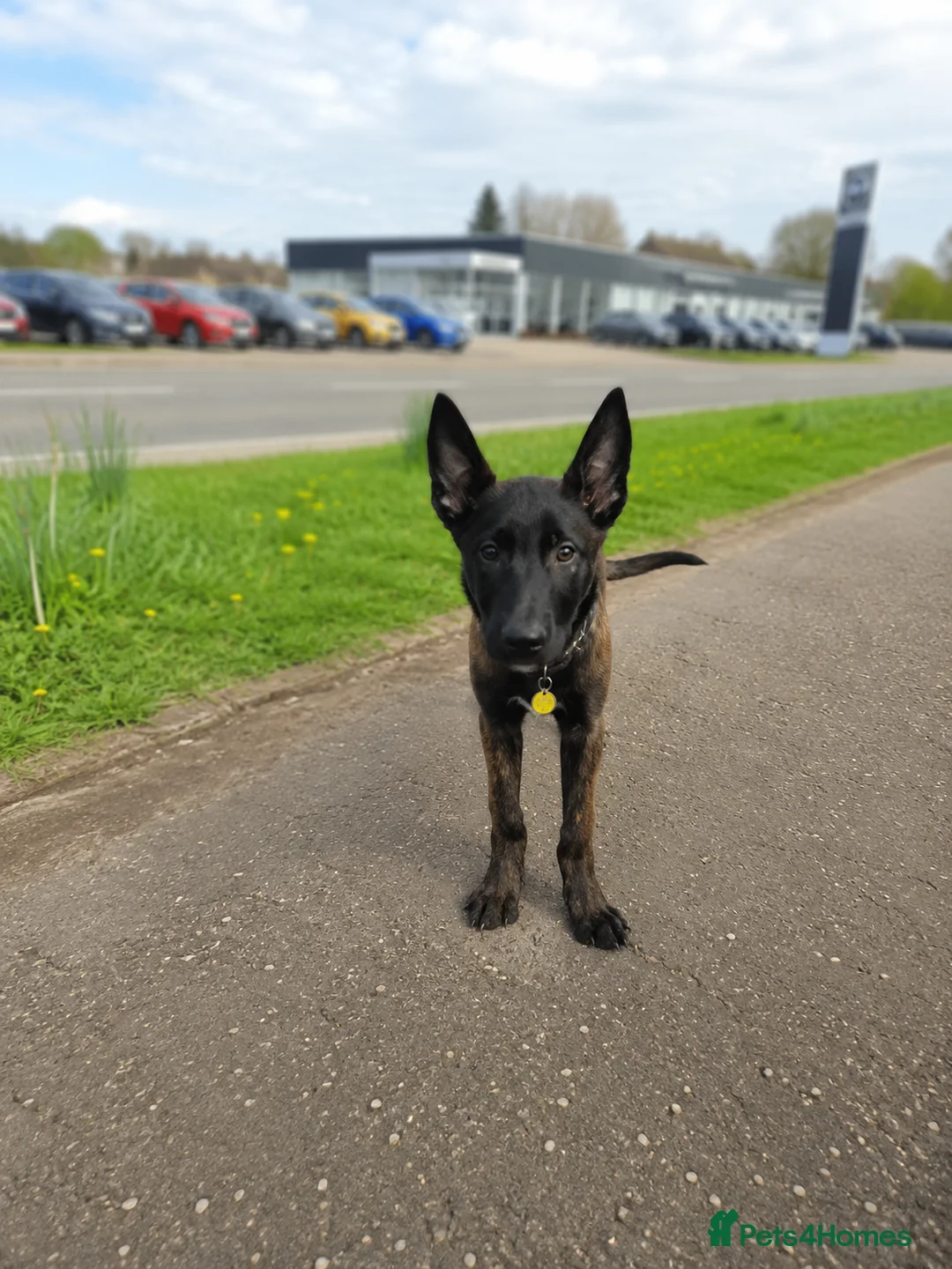 Belgian Shepherd Dog dogs for sale: Shepherd puppy  in Wishaw - Advert 2