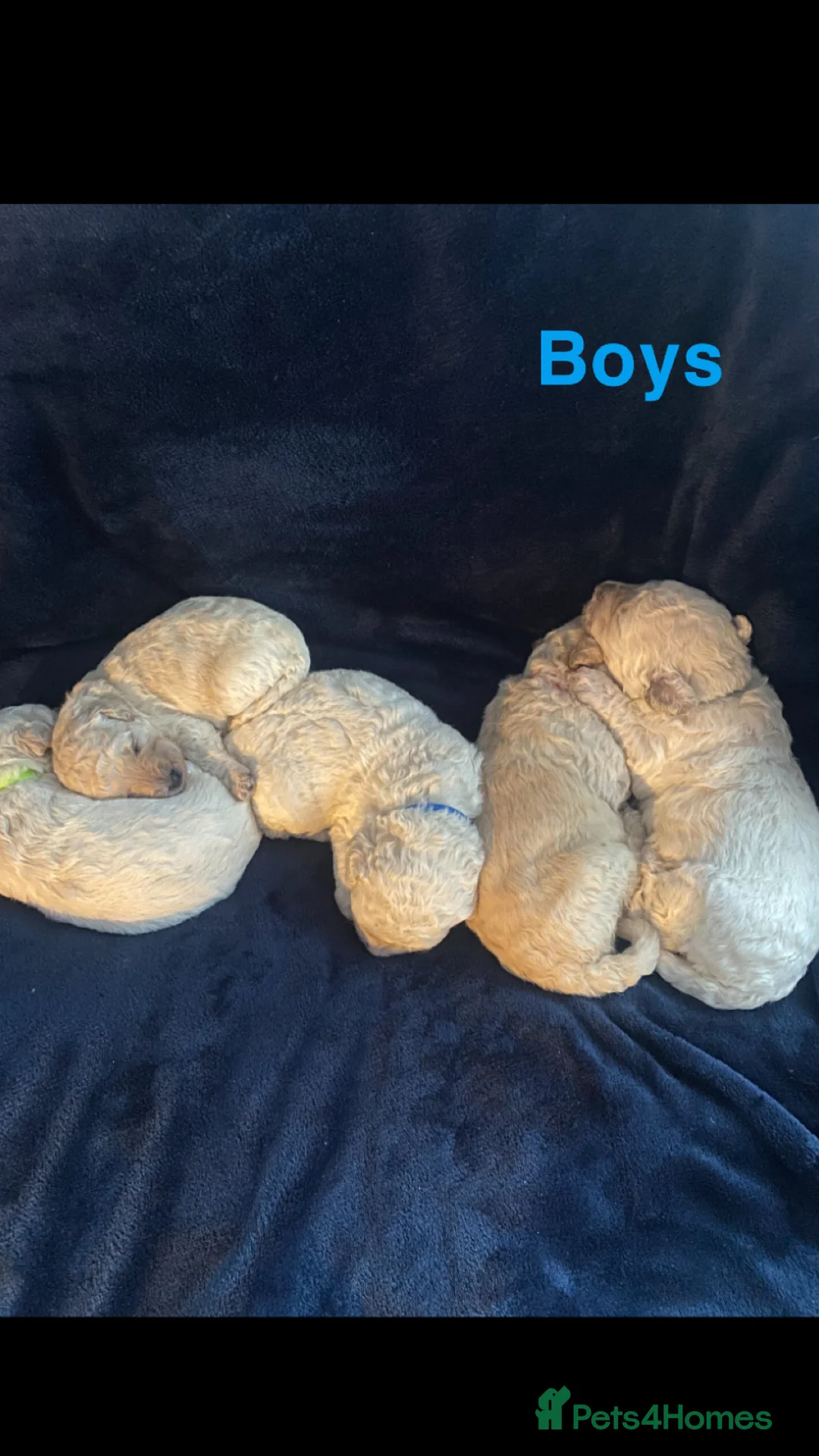 Poochon dogs for sale: Beautiful Poochon’s for sale - Advert 7