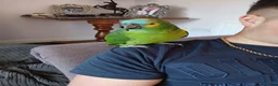 Parrots birds for sale: Blue Fronted Amazon  - Advert 4
