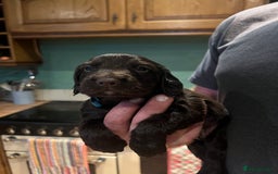 Cocker Spaniel dogs for sale: KC Registered Working Cocker Spaniel Puppies - Image 14