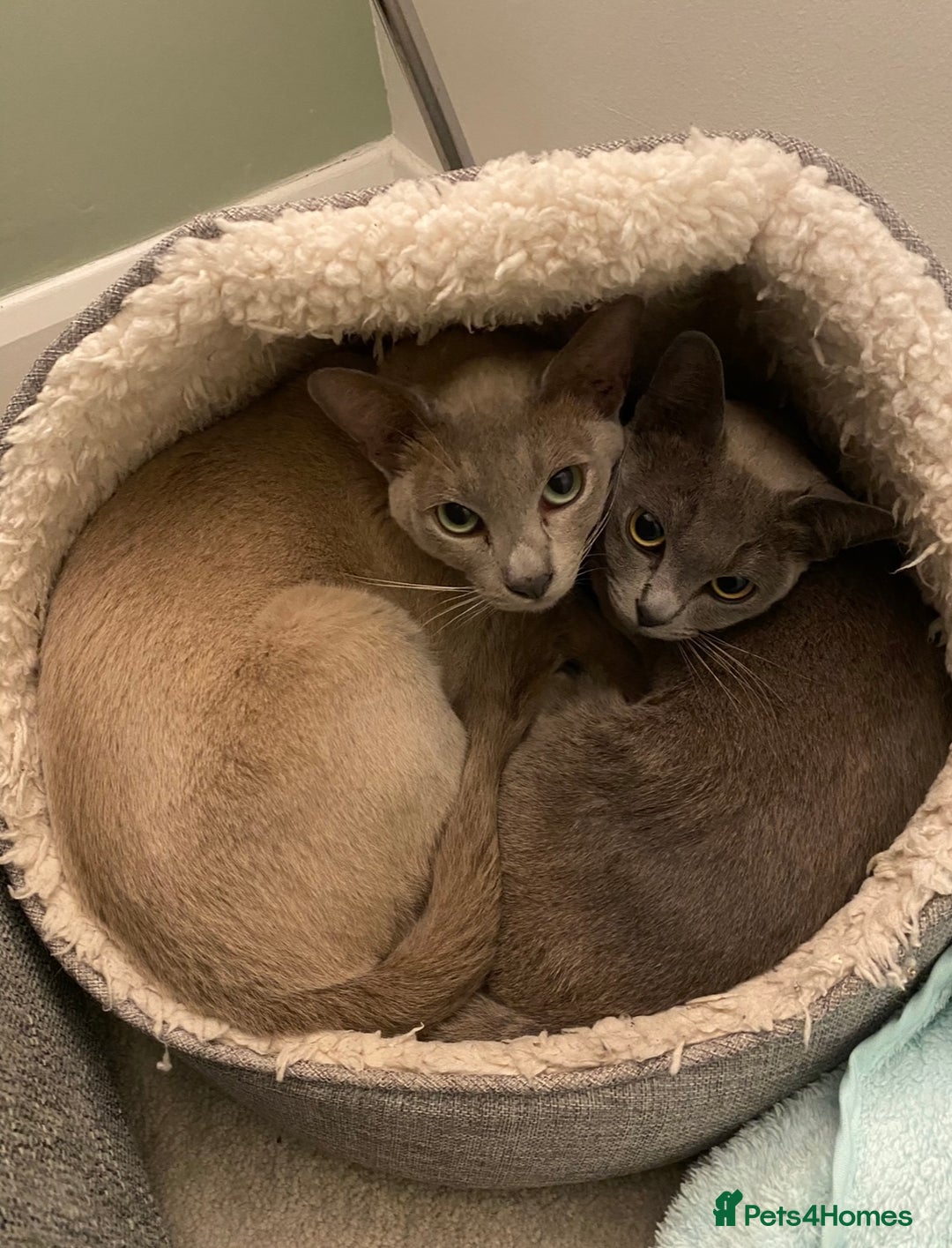 Burmese cats for sale: 2 beautiful Burmese cats age 5 and 3 - Advert 3