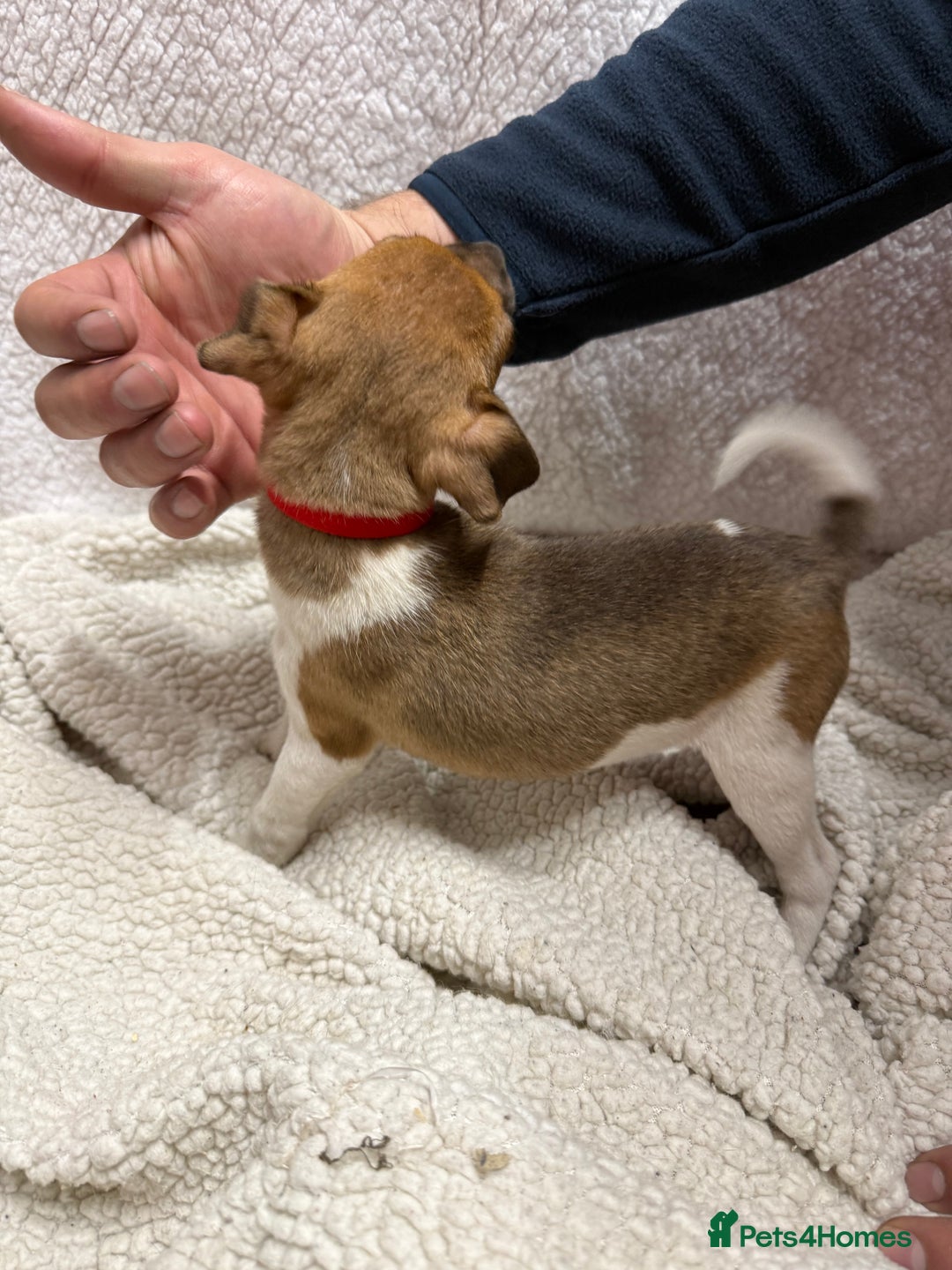 Jack Russell dogs for sale: 4 jack Russell puppies  - Advert 4
