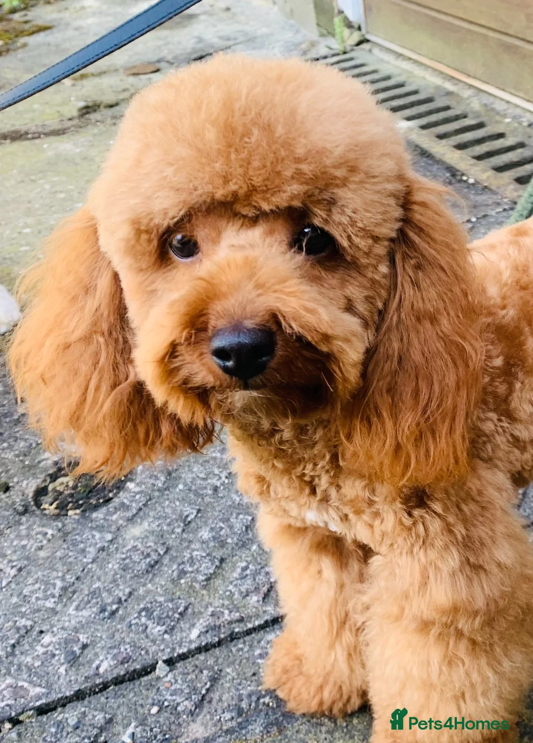 Toy Poodle dogs for sale: Red female KC Reg Toy poodle - Advert 2
