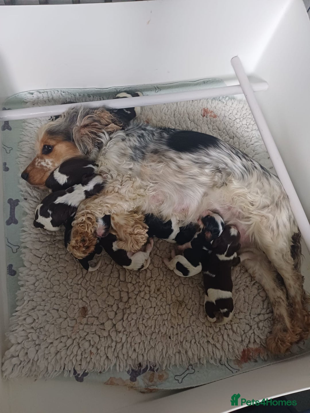 Cockalier dogs for sale: Stunning girls. DNA health tested parents  - Image 2