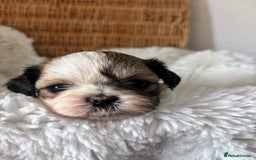 Shih Tzu dogs for sale: Shih Tzu puppies  - Image 3
