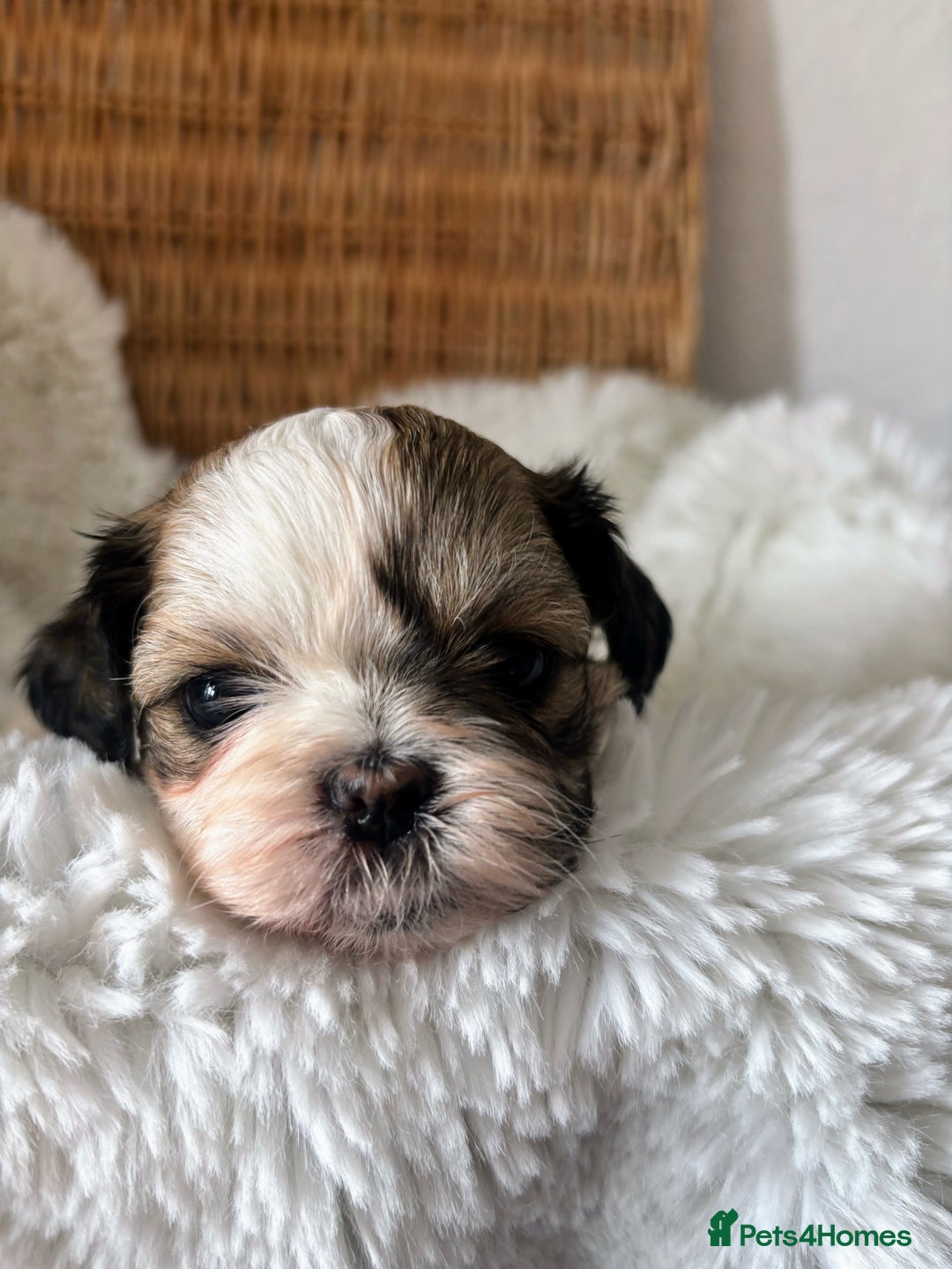 Shih Tzu dogs for sale: Shih Tzu puppies  - Image 3