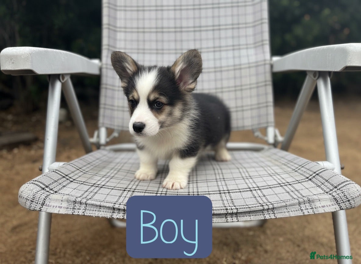 Welsh Corgi Pembroke dogs Show quality Pembrokeshire corgi READY NOW!!! - Advert 1