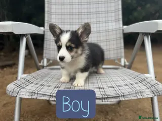 Welsh Corgi Pembroke dogs Show quality Pembrokeshire corgi READY NOW!!! - Advert 4