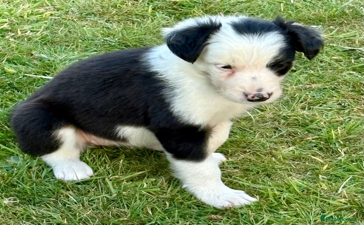 Border Collie dogs - Advert 9