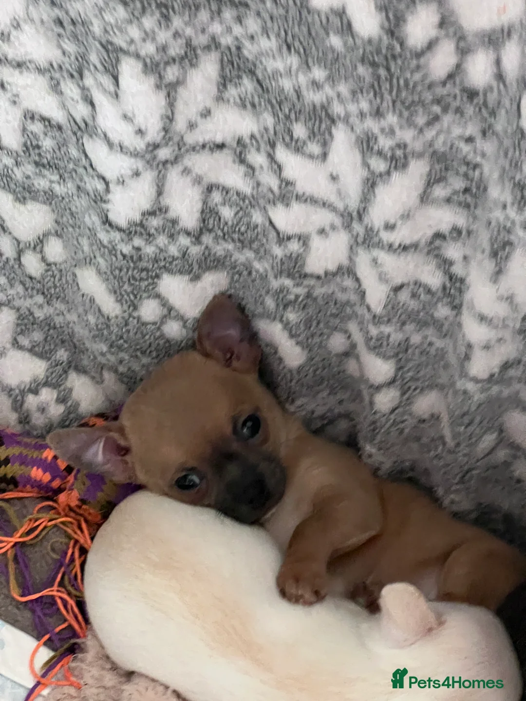 Chihuahua dogs for sale: Short coat chihuahuas available 🐾💓🐶 - Advert 5