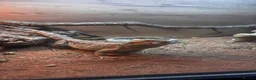 Bearded Dragon reptiles for sale: 1 year old, Bearded Dragon - Full Setup Included  - Advert 2