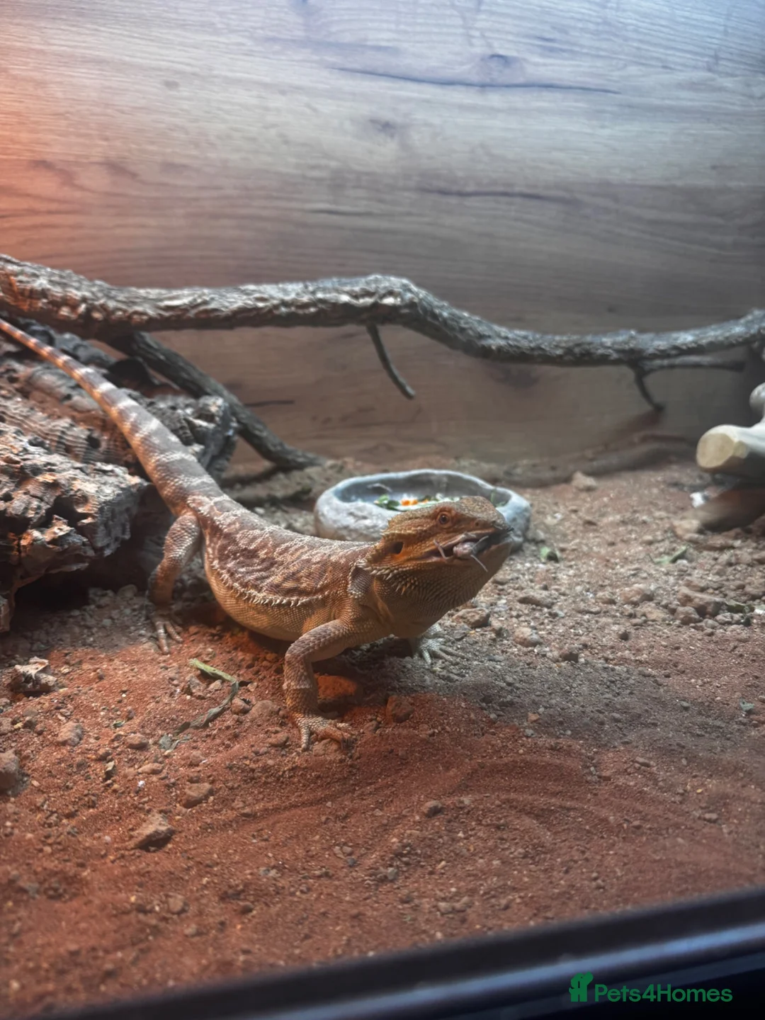 Bearded Dragon reptiles for sale: 1 year old, Bearded Dragon - Full Setup Included  - Advert 2