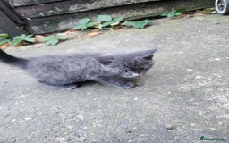 Mixed Breed cats for sale: British Shorthair mixed - Image 2