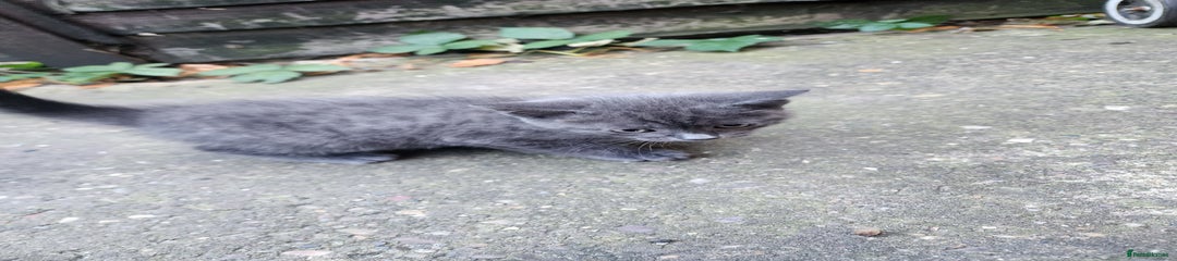 Mixed Breed Kitten 2