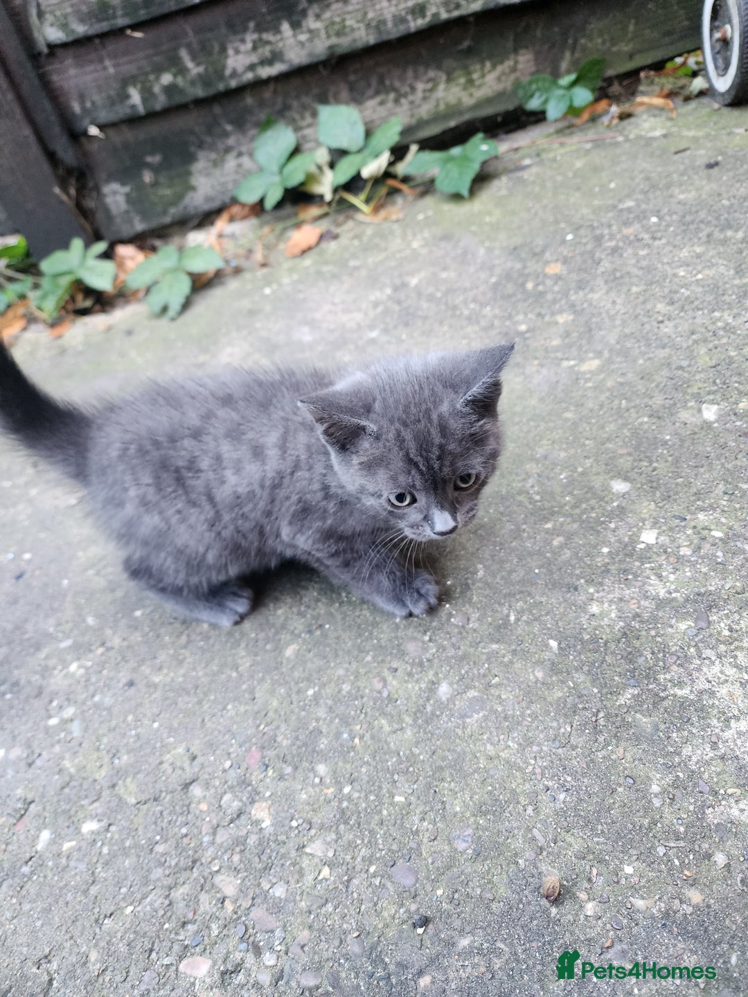 Mixed Breed cats for sale: British Shorthair mixed - Image 2