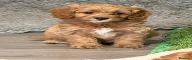 Cavapoo 6