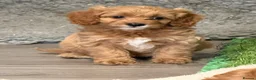 Cavapoo dogs for sale: Fox red Happy , healthy , playful puppies.  - Advert 10