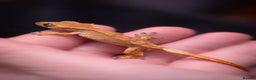Gecko reptiles for sale: 4 Month old Crested Gecko with setup - Advert 3