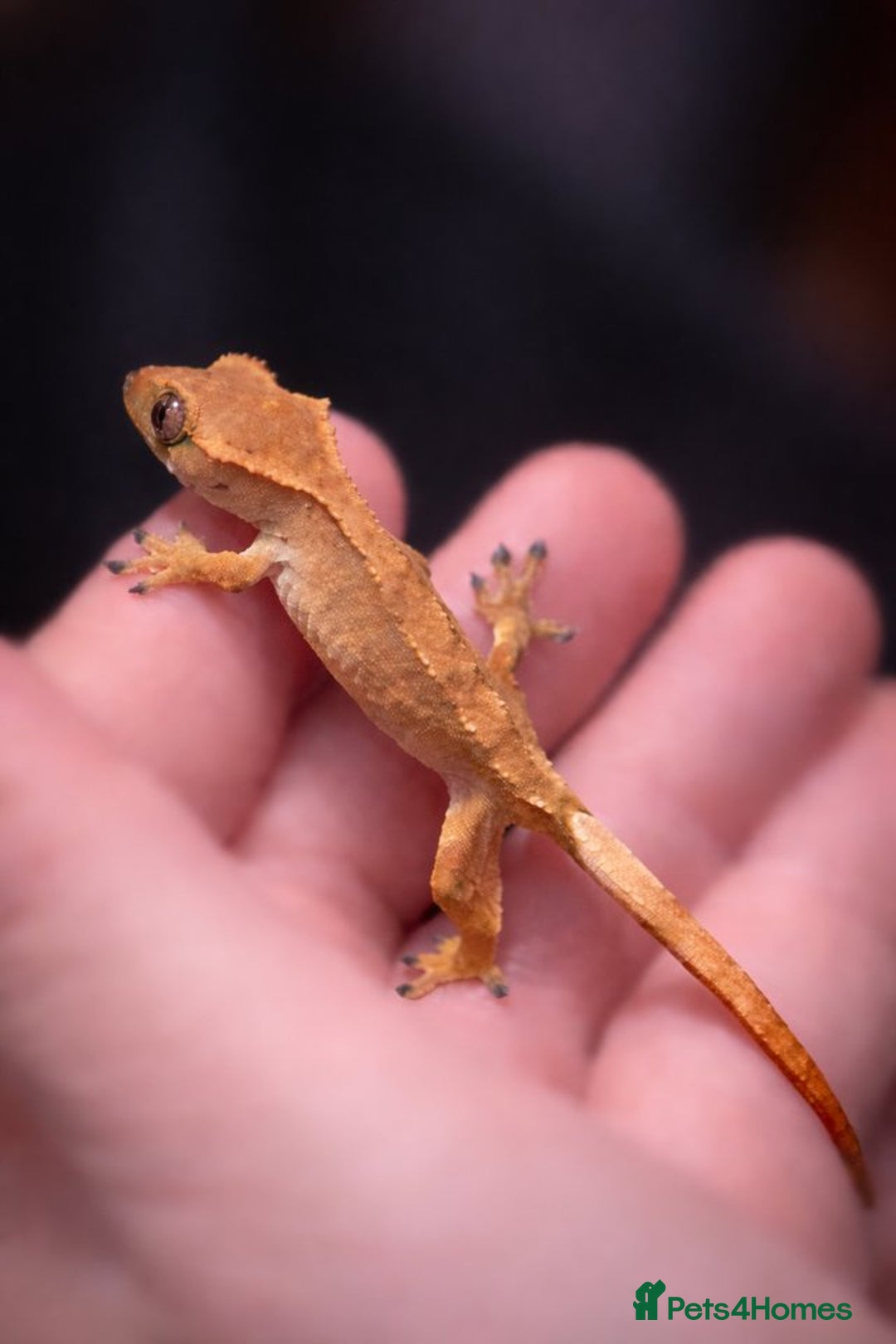 Gecko reptiles for sale: 4 Month old Crested Gecko with setup - Advert 3