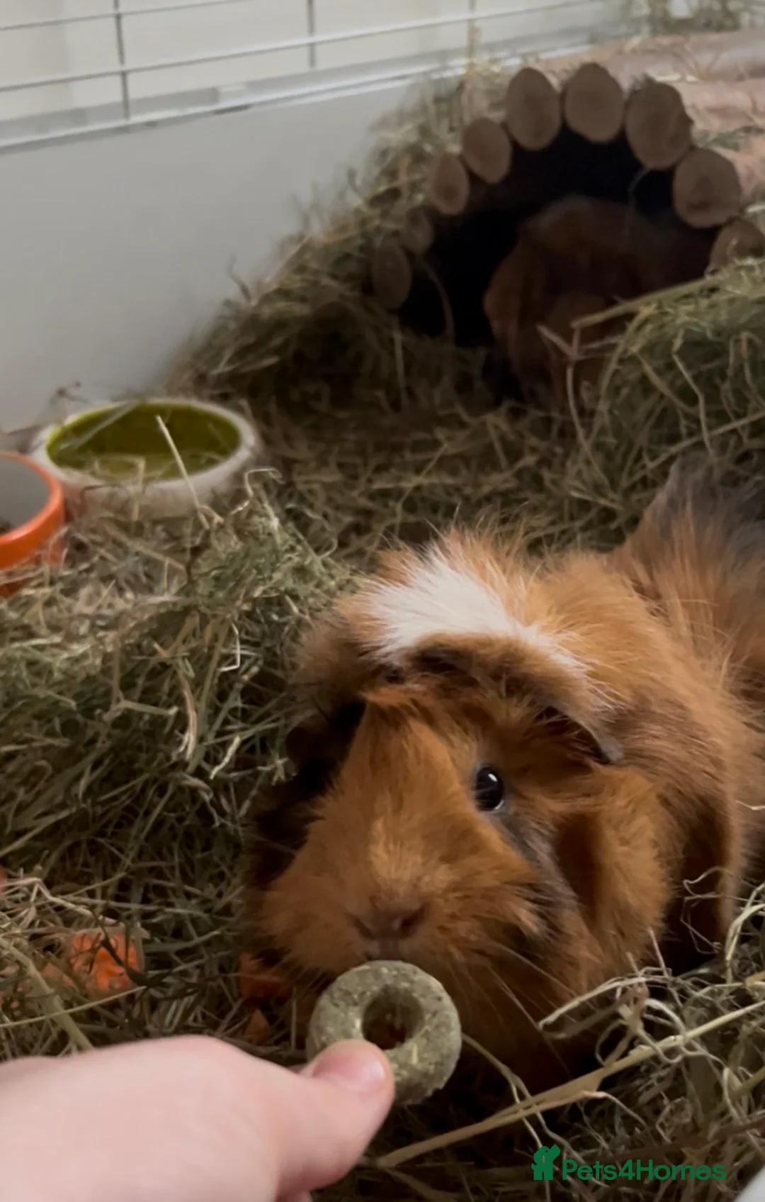 Guinea Pig rodents for sale: 2 gorgeous females for sale  in Wrexham - Advert 4